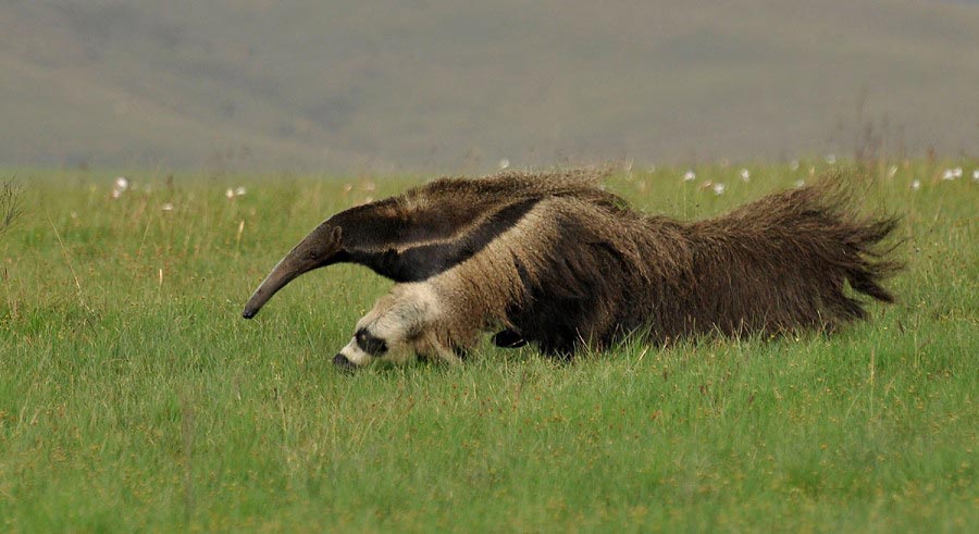 Photograph of Giant Anteater