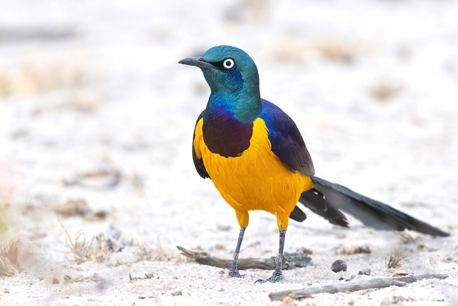 Photograph of Golden-breasted Starling