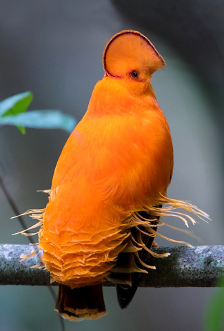 Photograph of Guianan Cock-of-the-rock