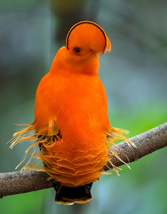 Photograph of Guianan Cock-of-the-rock