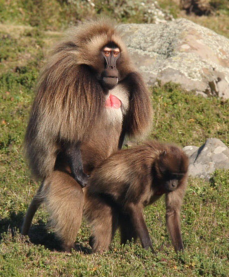 Photograph of Gelada Baboon