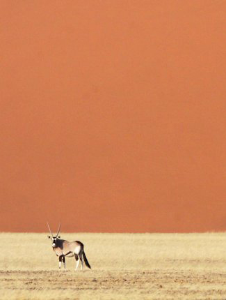 Photograph of Gemsbok