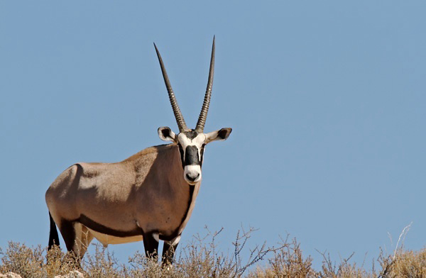 Photograph of Gemsbok