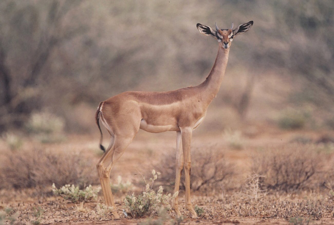 Photograph of Gerenuk