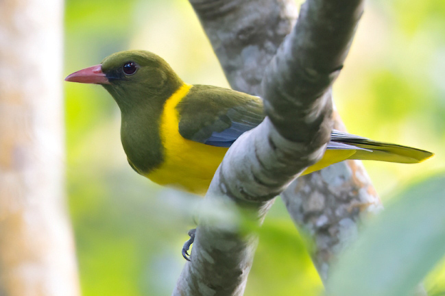 Photograph of Green-headed Oriole