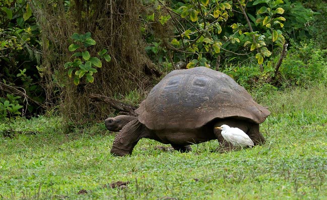 Photograph of Giant Tortoise