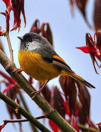 Photograph of Golden-breasted Fulvetta