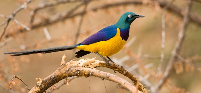 Photograph of Golden-breasted Starling