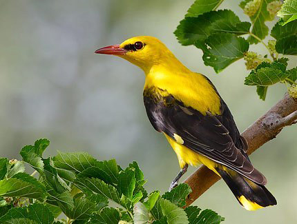 Photograph of Eurasian Golden Oriole