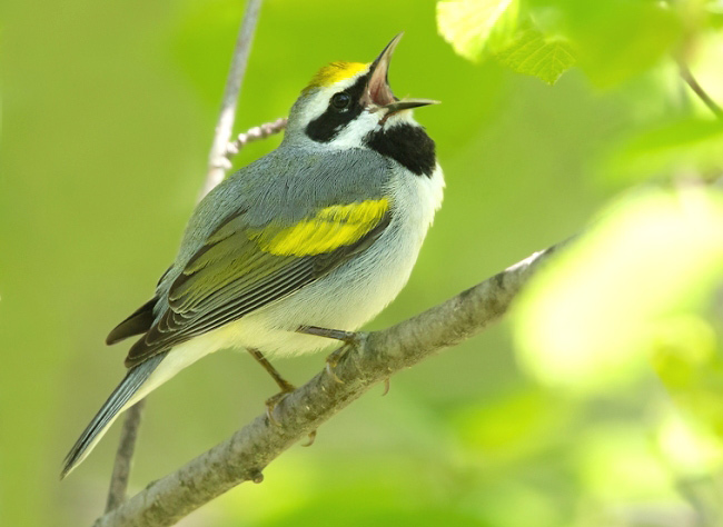 Photograph of Golden-winged Warbler