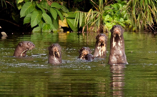Photograph of Giant Otters