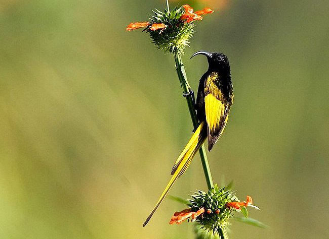 Photograph of Golden-winged Sunbird