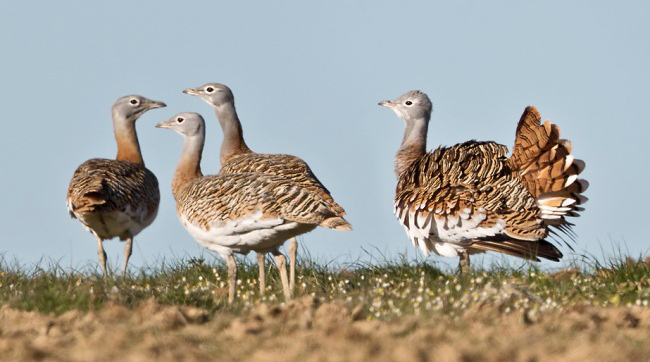 Photograph of Great Bustards