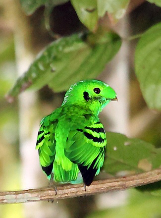 Photograph of Green Broadbill