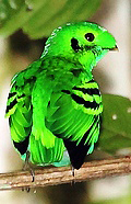 Photograph of Green Broadbill