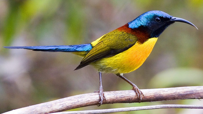 Photograph of Green-tailed Sunbird