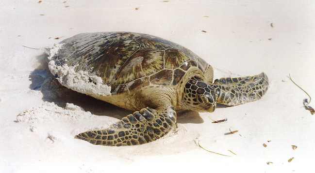 Photograph of Green Turtle