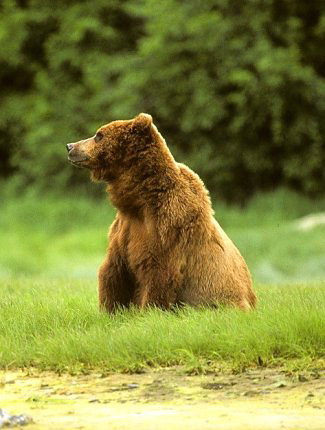 Photograph of Grizzly Bear