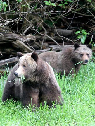 Photograph of Grizzly Bears