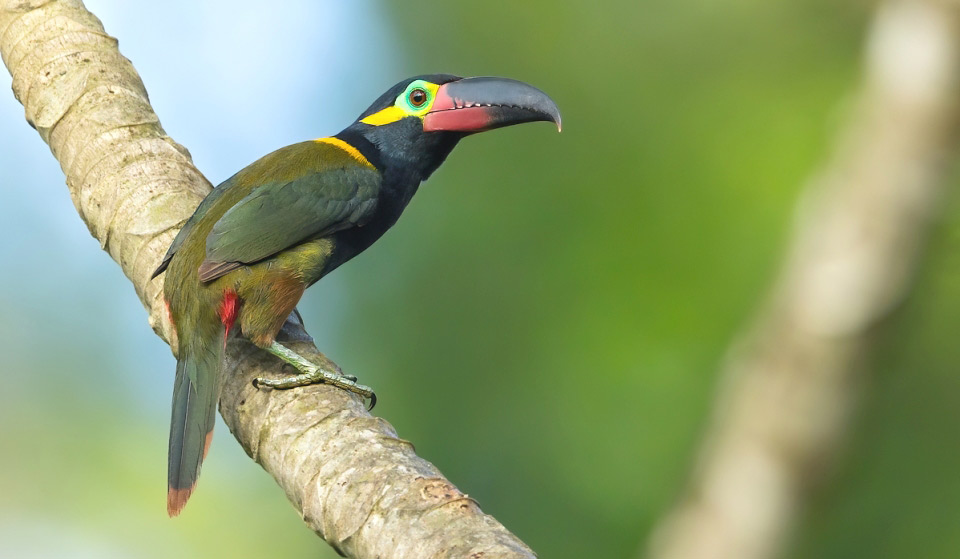 Photograph of Guianan Toucanet