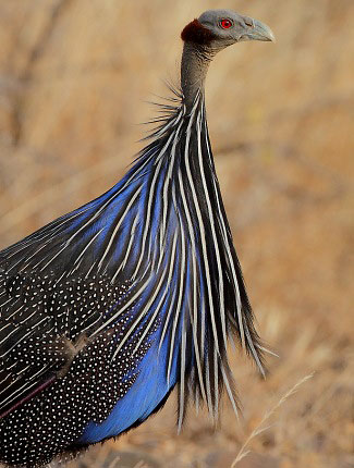 Photograph of Vulturine Guineafowl