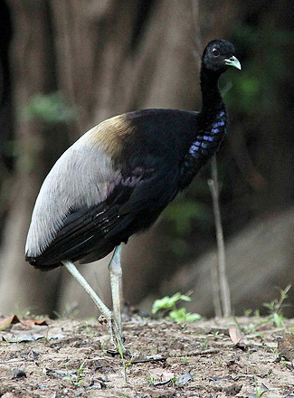 Photograph of Grey-winged Trumpeter