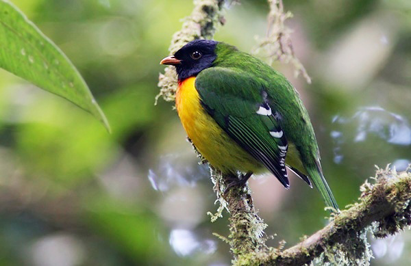 Photograph of Handsome Fruiteater