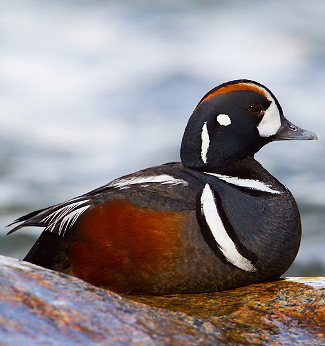 Photograph of Harlequin Duck
