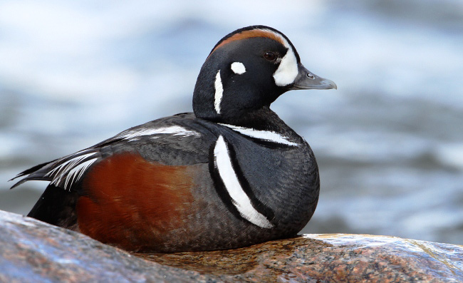 Photograph of Harlequin Duck