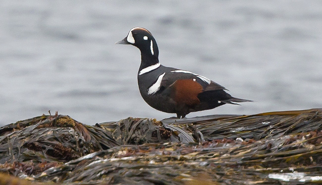 Photograph of Harlequin Duck