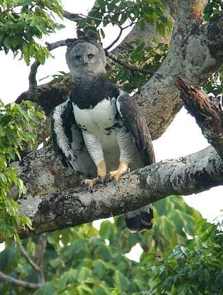 Photograph of Harpy Eagle