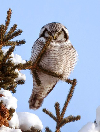 Photograph of Hawk Owl