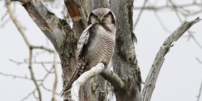 Photograph of Hawk Owl