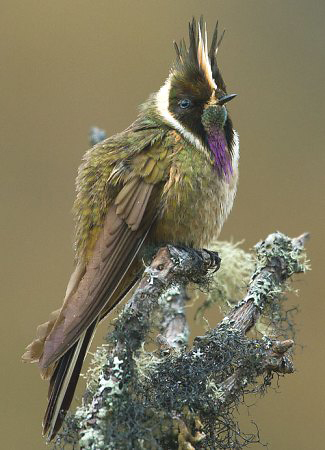 Photograph of Buffy Helmetcrest