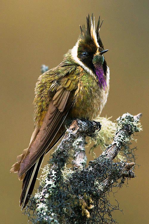 Photograph of Buffy Helmetcrest