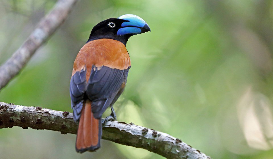 Photograph of Helmet Vanga