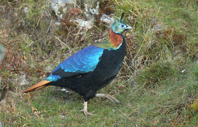 Photograph of Himalayan Monal