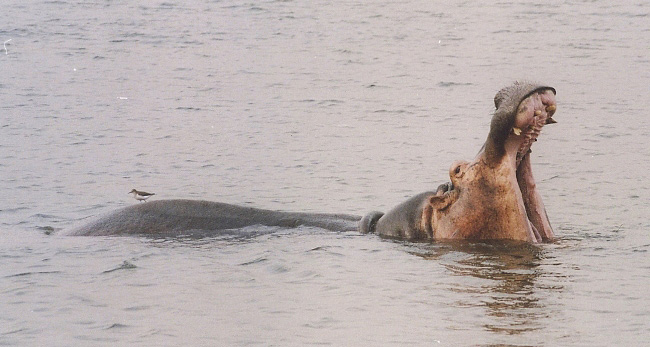 Photograph of Hippo