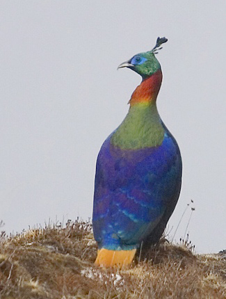 Photograph of Himalayan Monal