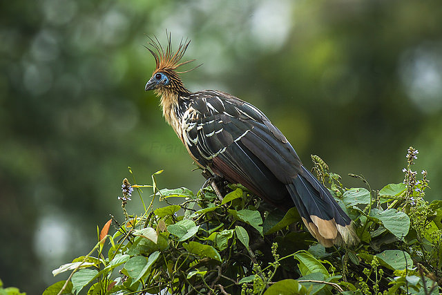 Photograph of Hoatzin