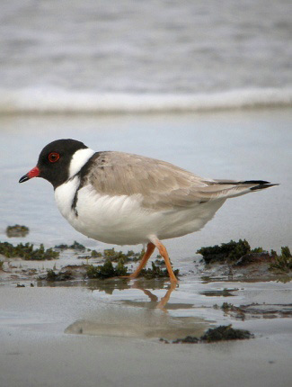 Photograph of Hooded Plover