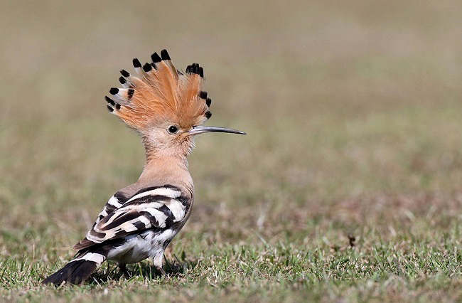 Photograph of Eurasian Hoopoe