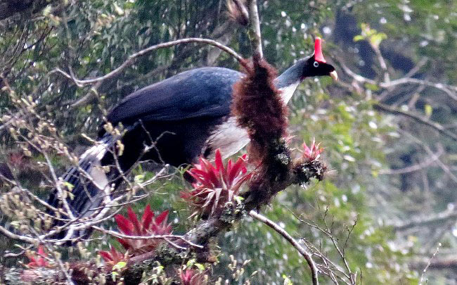 Photograph of Horned Guan