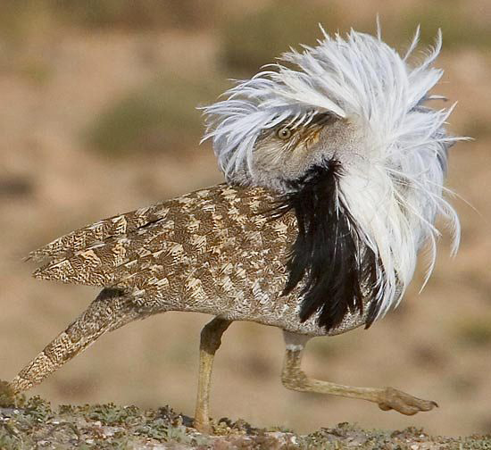 Photograph of Houbara Bustard