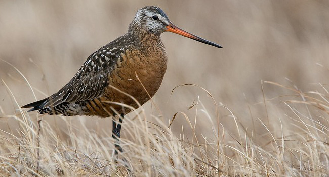 Photograph of Hudsonian Godwit