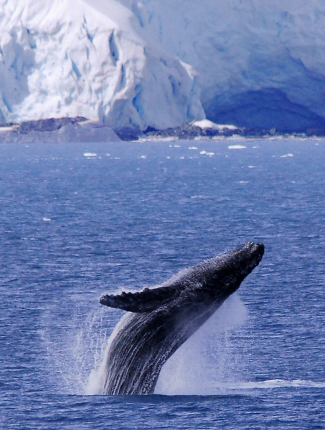 Photograph of Humpback Whale