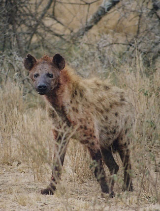 Photograph of Spotted Hyaena