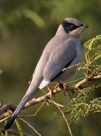 Photograph of Hypocolius