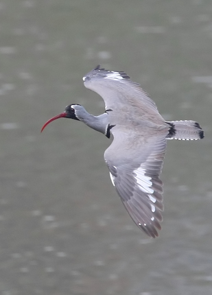 Photograph of Ibisbill