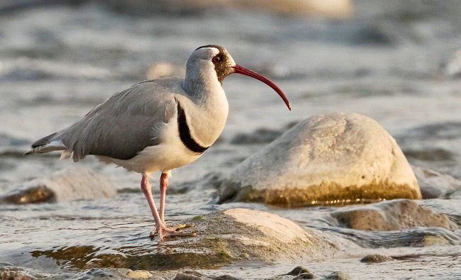 Photograph of Ibisbill